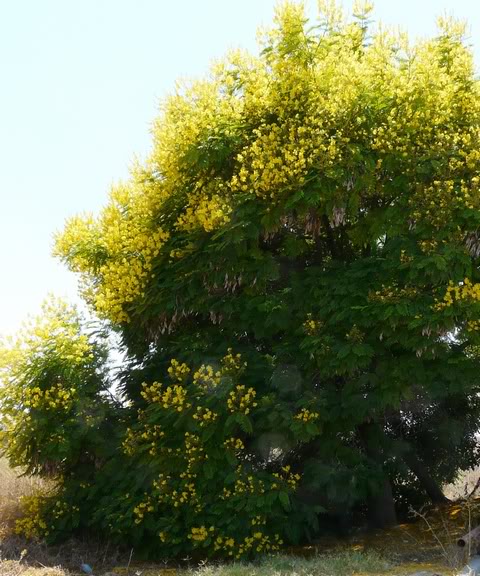 Yellow Bird of Paradise